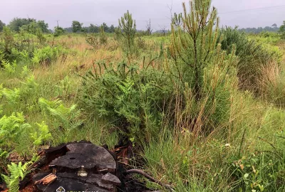Reforestation burnt forest
