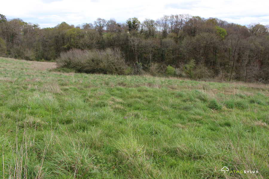 Afforestation