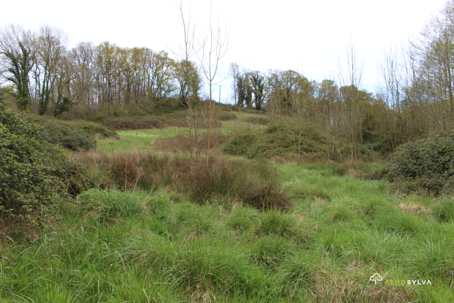 Afforestation