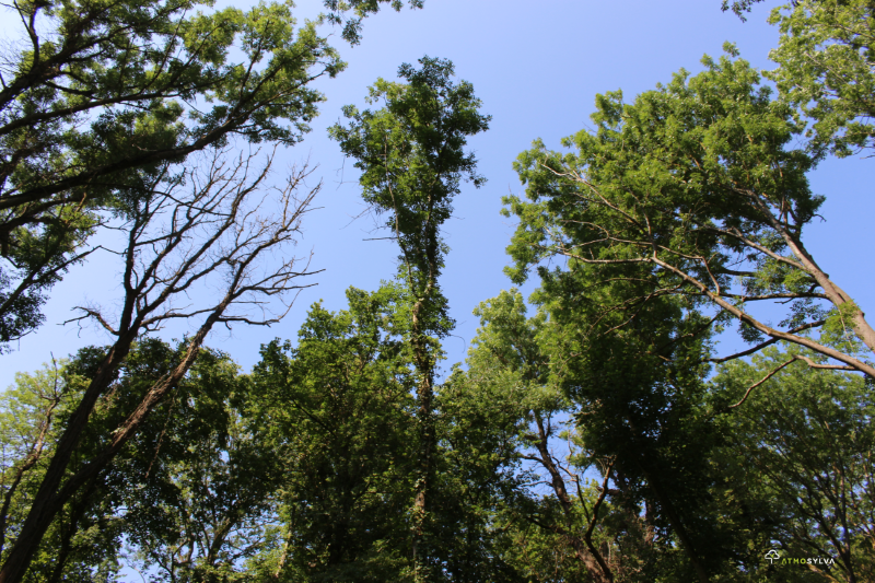 Reforestation Boran-sur-Oise (Dieback), Oise