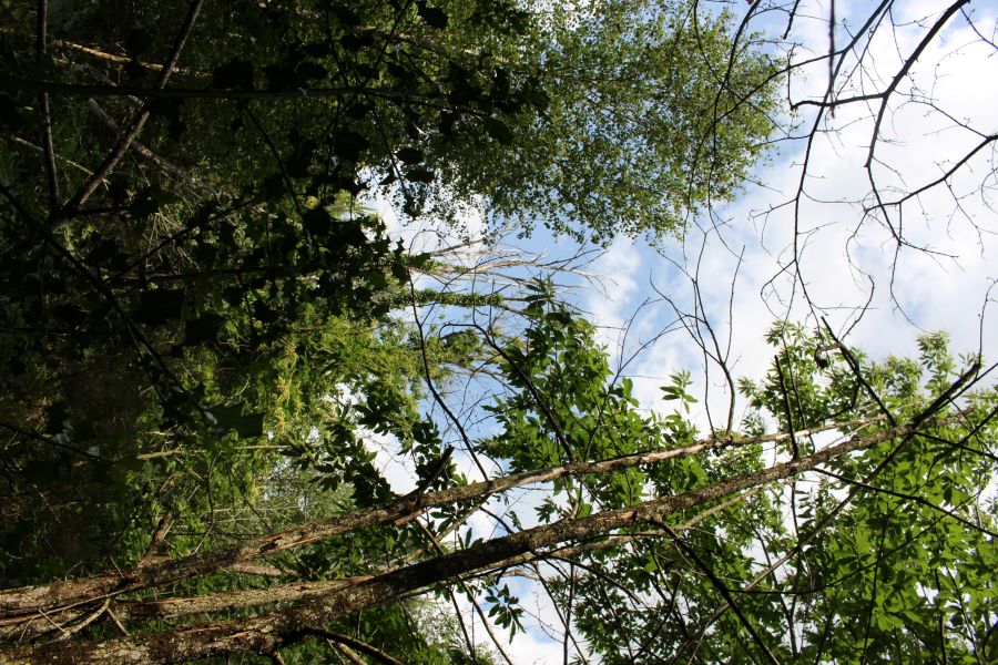 Bordure de parcelle à boiser