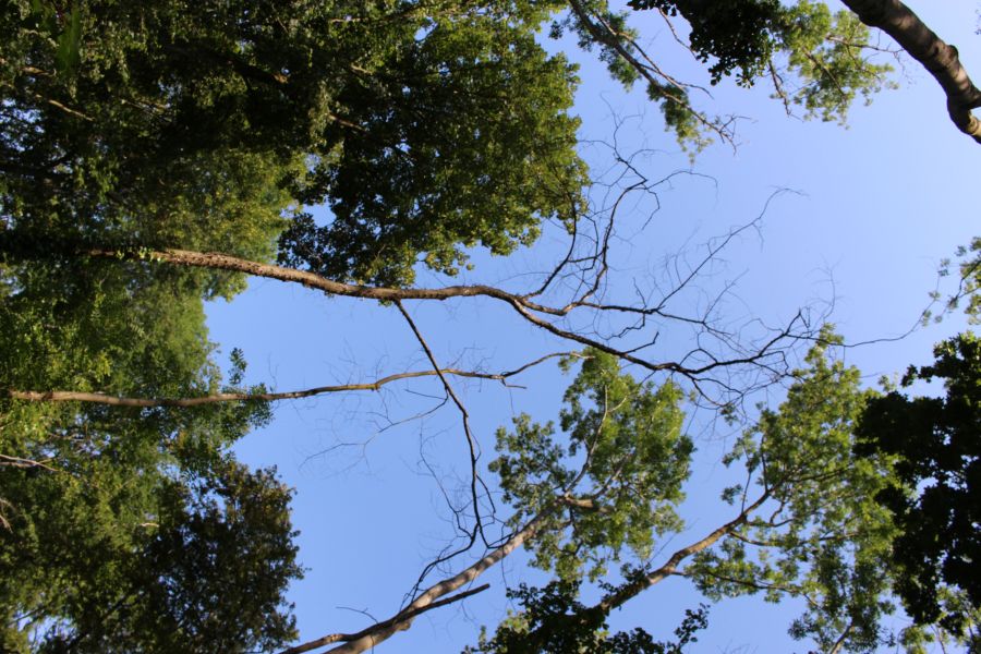 decaying tree
