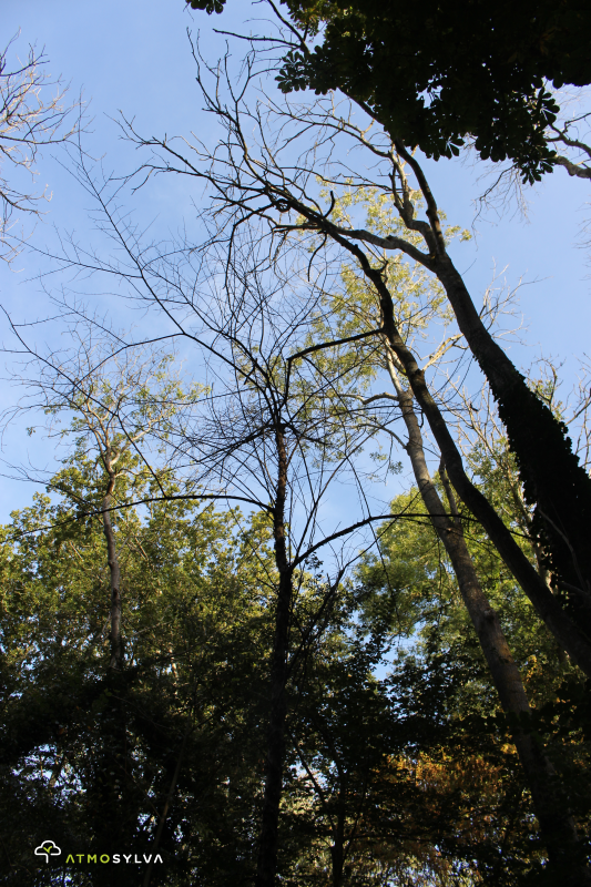 dying tree