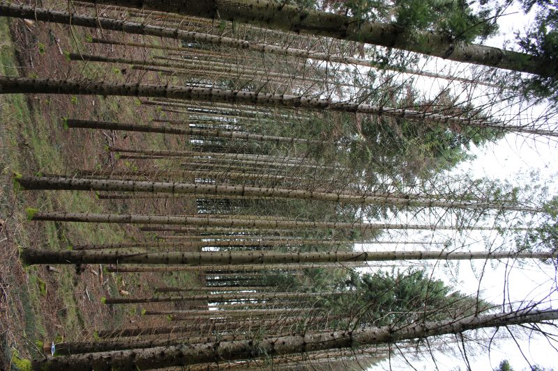 Photo parcelle Meymac