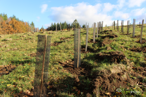 Tree planting and natural regeneration