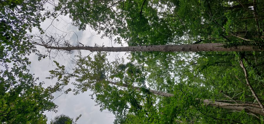 Photo dying poplar