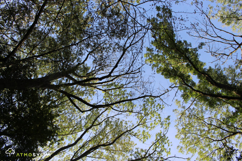 Reforestation Broué, Eure-et-Loir