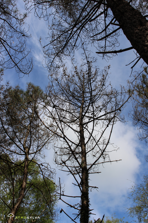 Dying pine