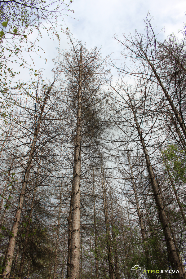 Dying Pine