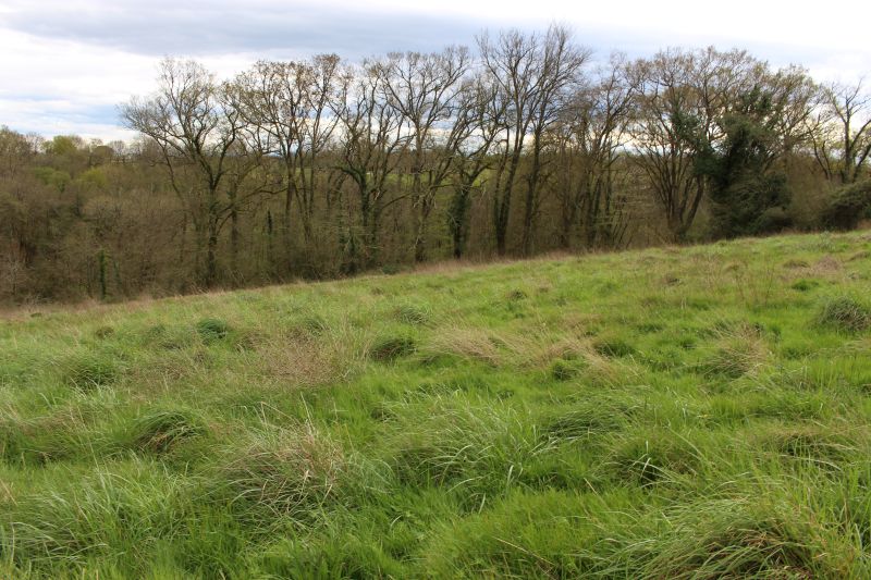 Afforestation Morganx #1, Landes