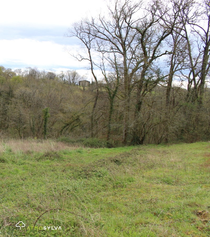 Woodland plot
