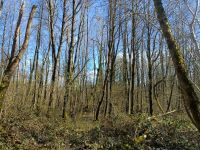 Irregular high forest project, Marne (Grand Est)