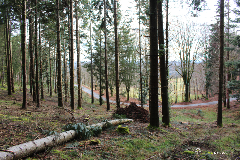 Reboisement Meymac (19)