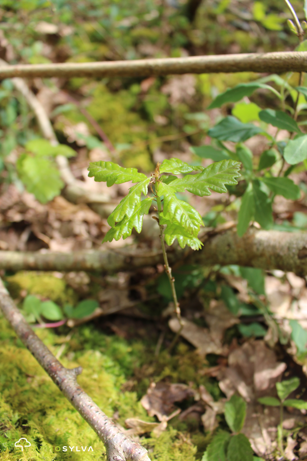 Chêne forêt