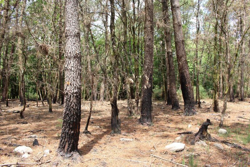 Reboisement Sulniac (Incendie), Morbihan