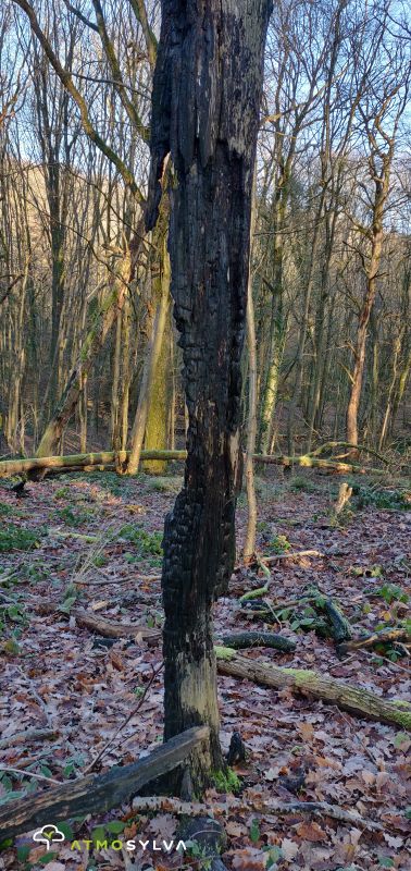 burnt tree