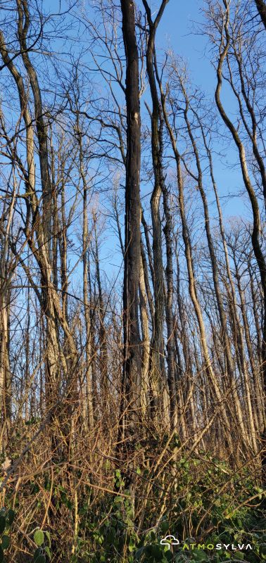 burnt tree