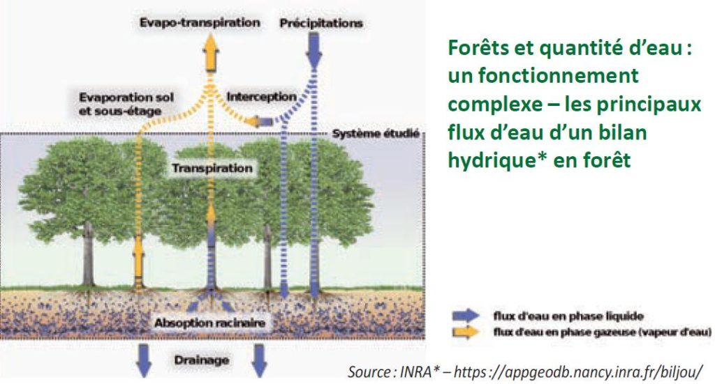 Water balance