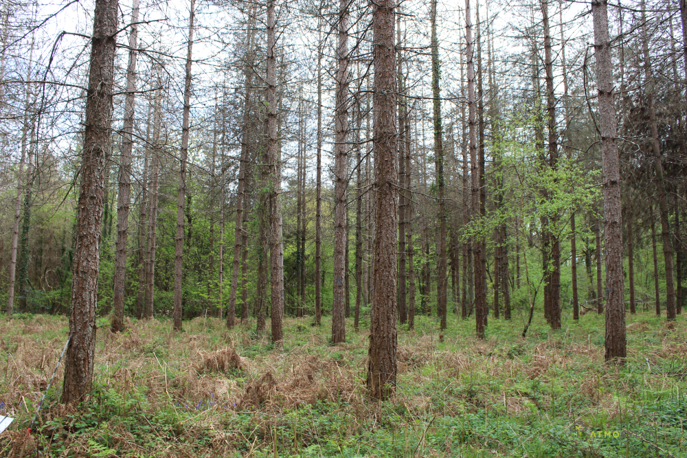 Forêt dépérissante