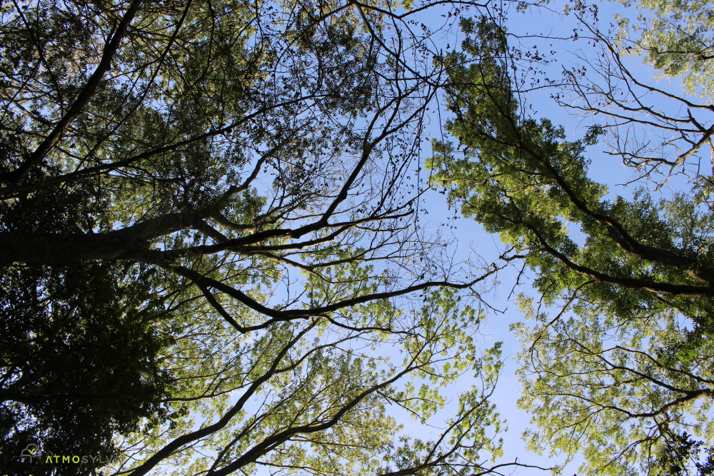 forêt dépérissante