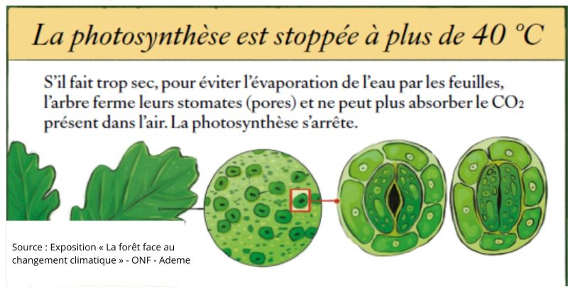 Photosynthèse stoppée