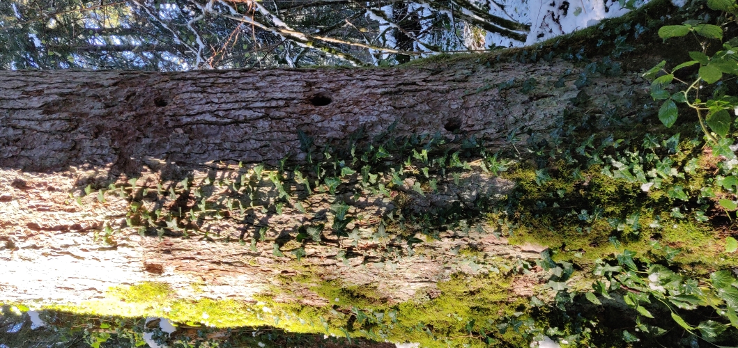 woodpecker cavity tree habitat