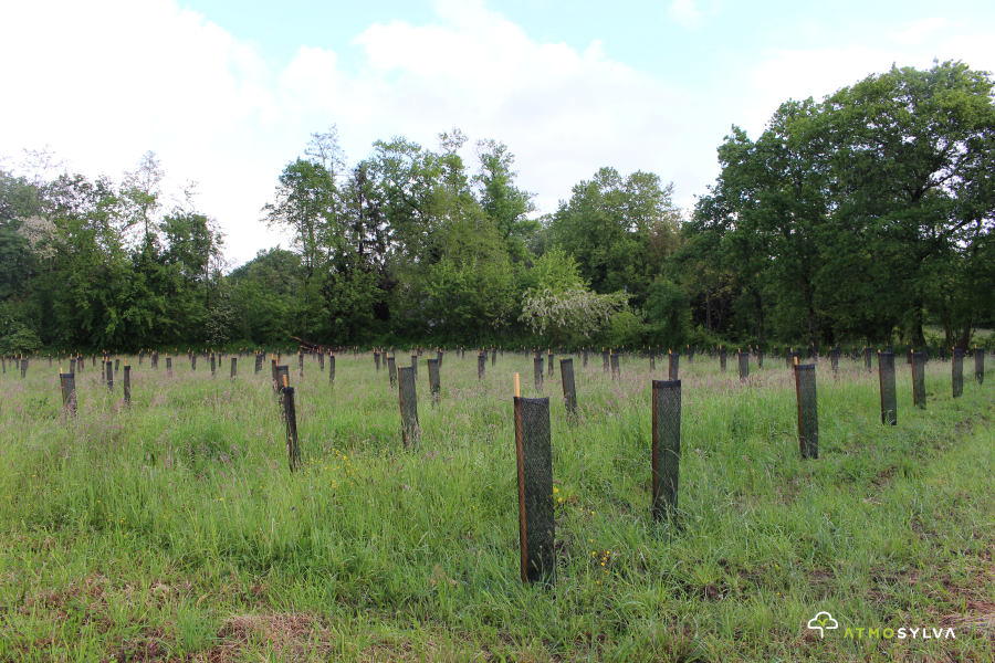 Parrainage de plantations d'arbres