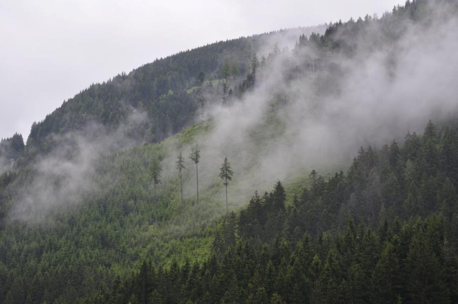 forêt nuage brume