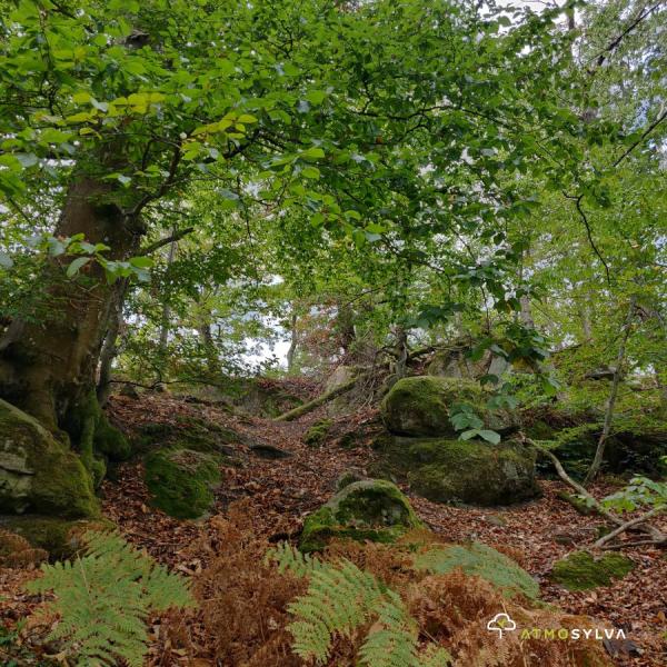 Forêt de Fontainebleau (77)