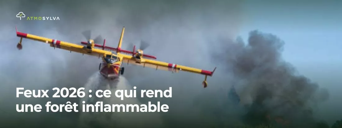 2026 : ce qui rend une forêt inflammable