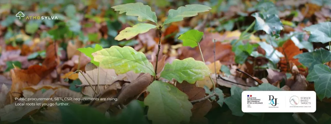 Ancrage territorial : semis de chêne dans un projet forestier accompagné par Atmosylva