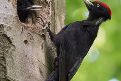 Black woodpecker biodiversity