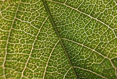 Tree leaf