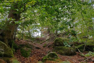 Fontainebleau Forest (77)