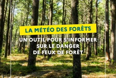 La météo des forêts