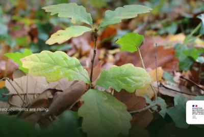 Ancrage territorial : semis de chêne dans un projet forestier accompagné par Atmosylva