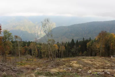 Reforestation Savoie 1